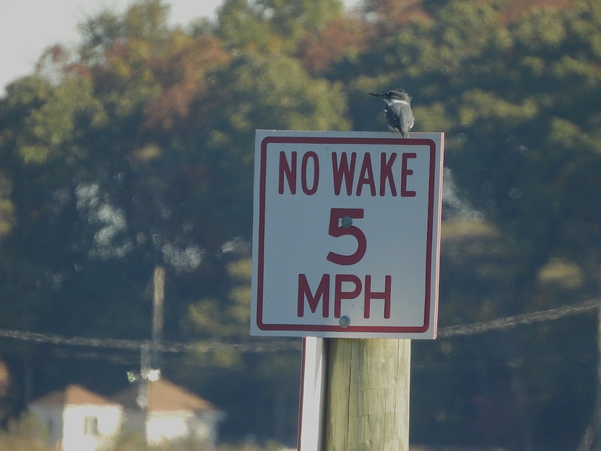 Belted Kingfisher - ML644237213