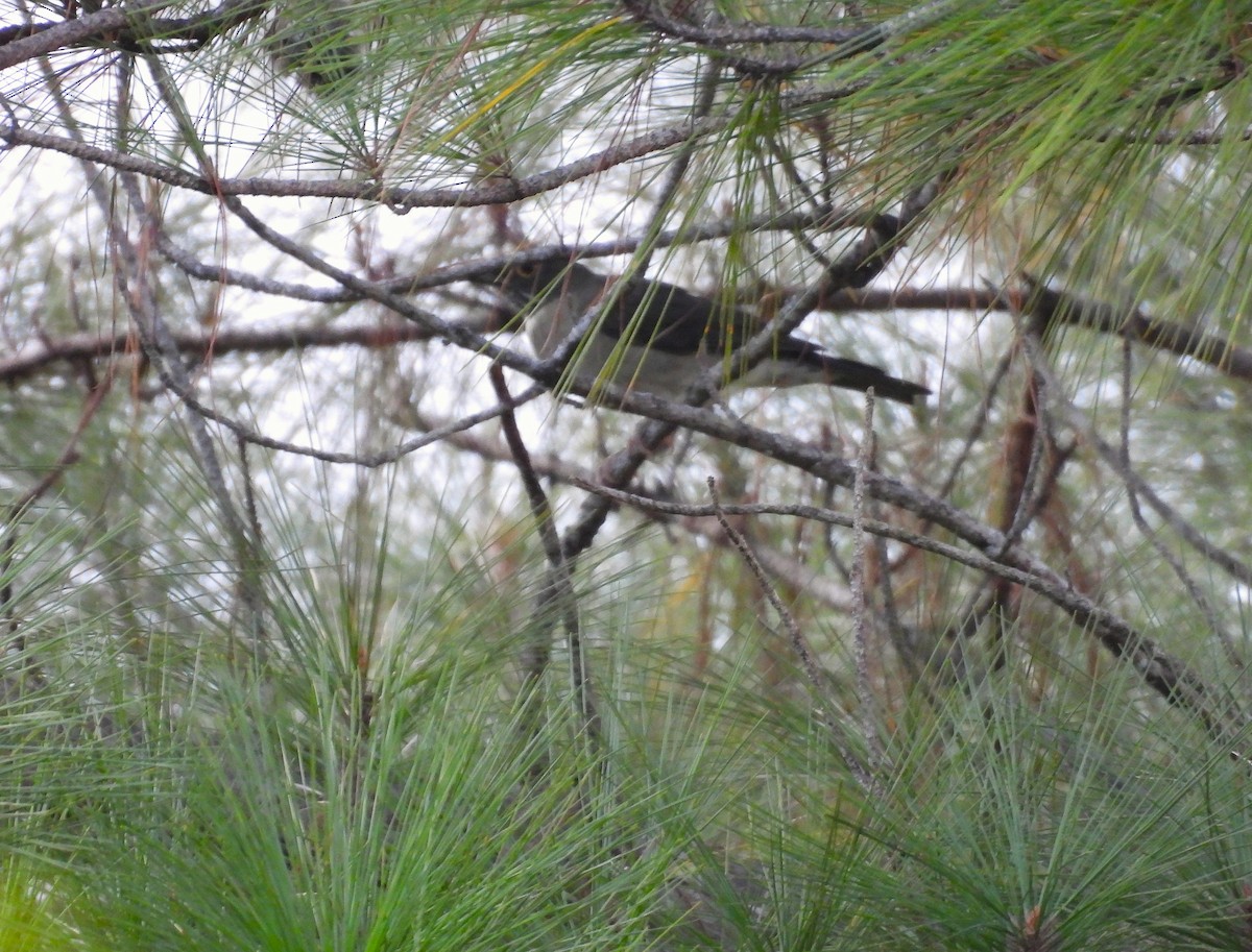 White-throated Thrush - ML644237215