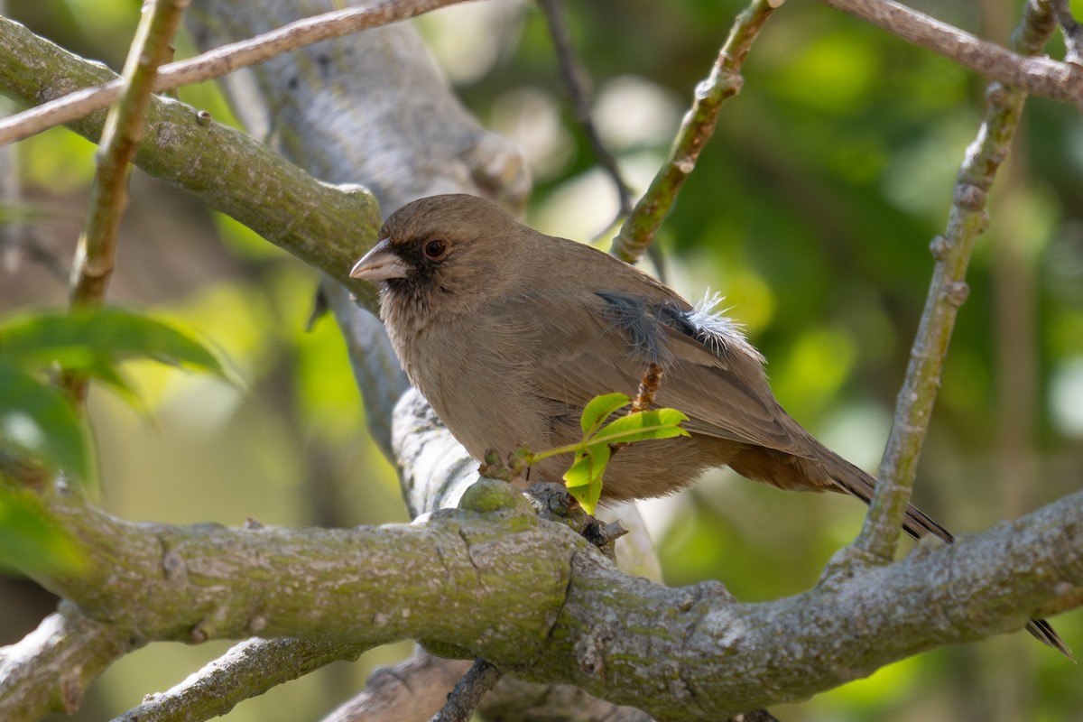 Abert's Towhee - ML644237224