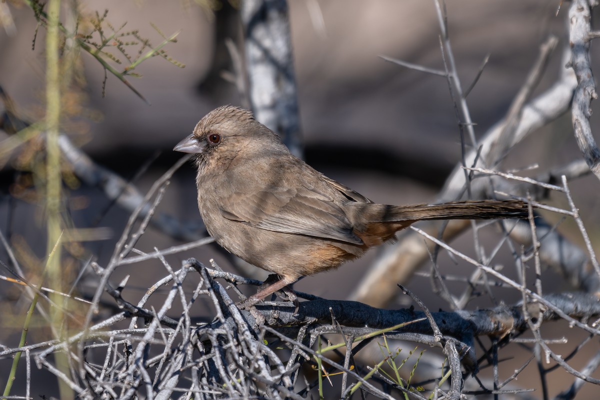 Abert's Towhee - ML644237233