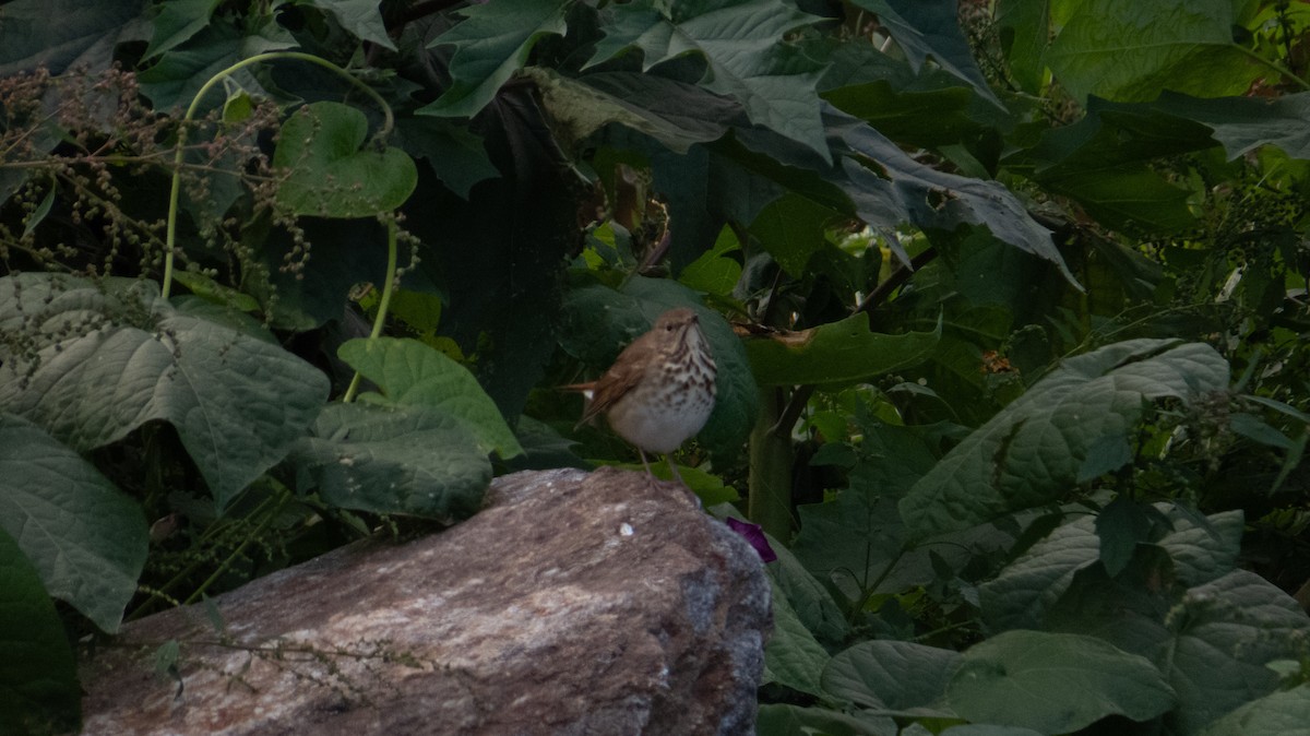 Hermit Thrush - ML644237243