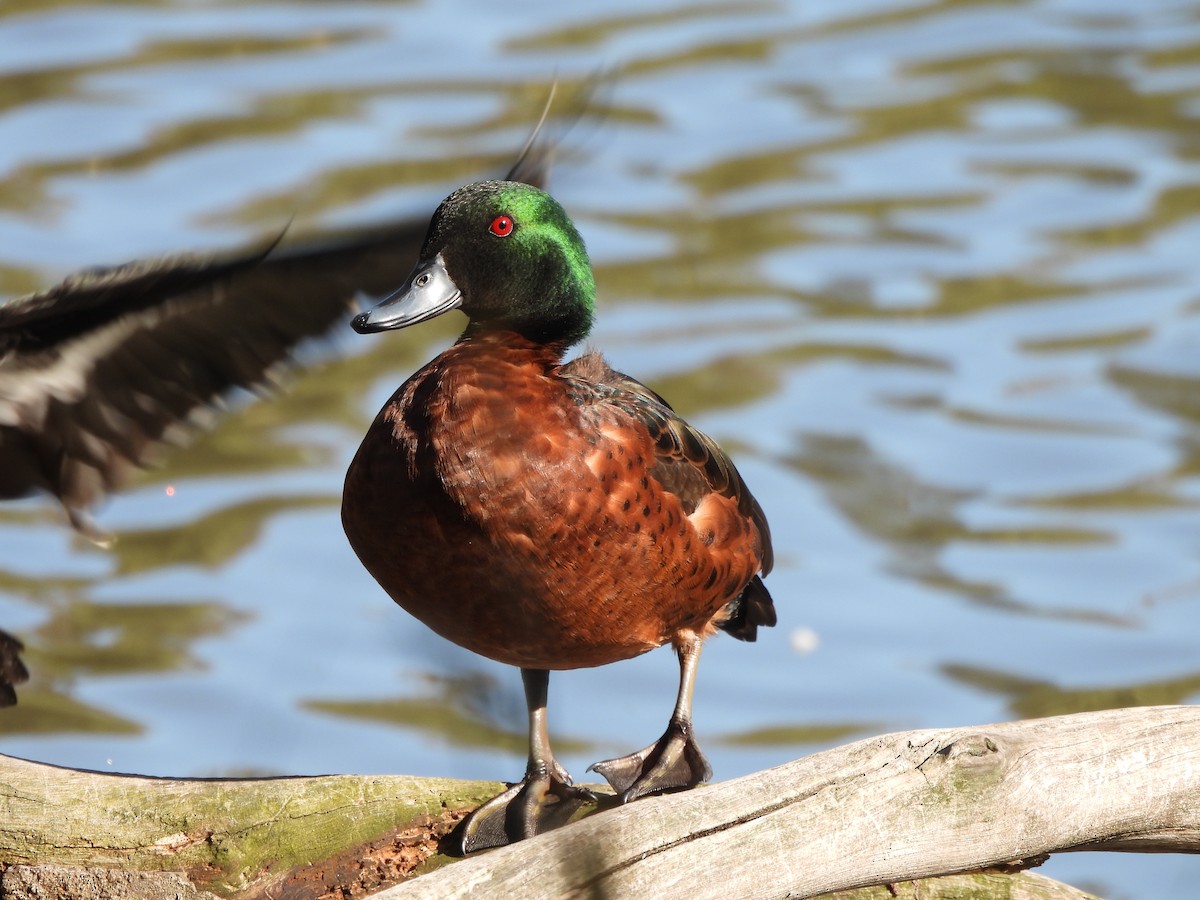 Chestnut Teal - ML644237244