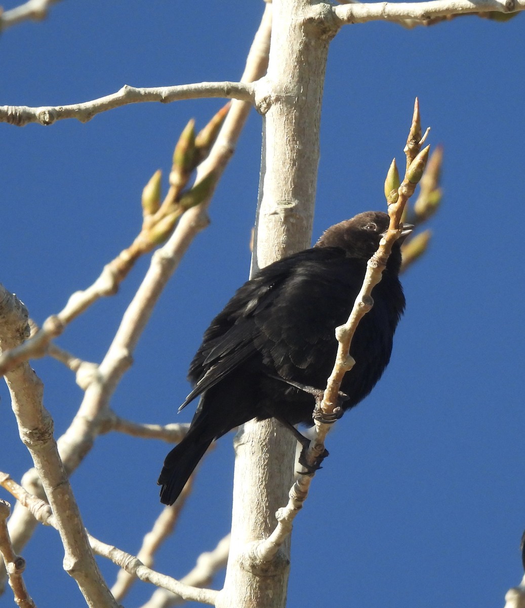 Brown-headed Cowbird - ML644237245