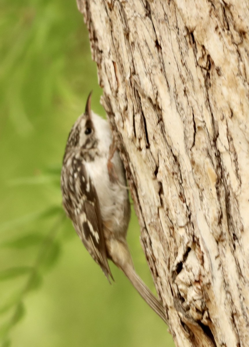 Brown Creeper - ML644237249