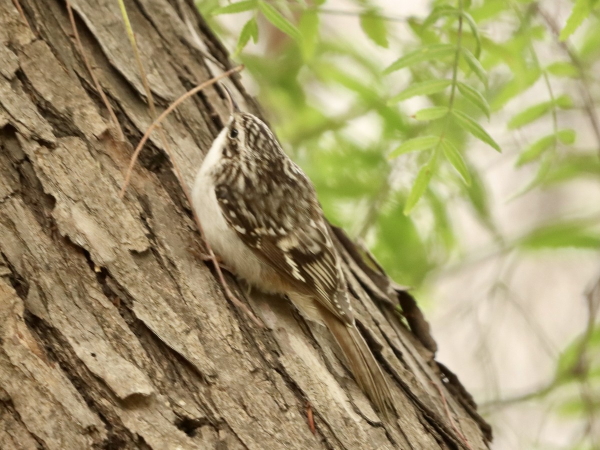 Brown Creeper - ML644237250