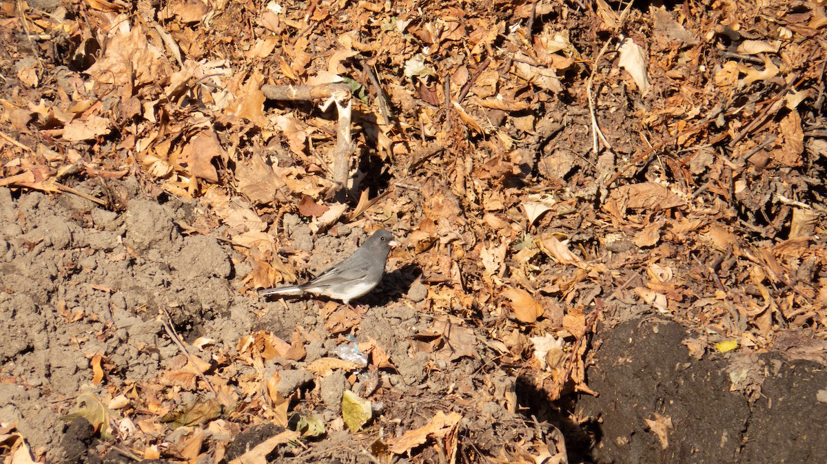 Dark-eyed Junco (Slate-colored) - ML644237257
