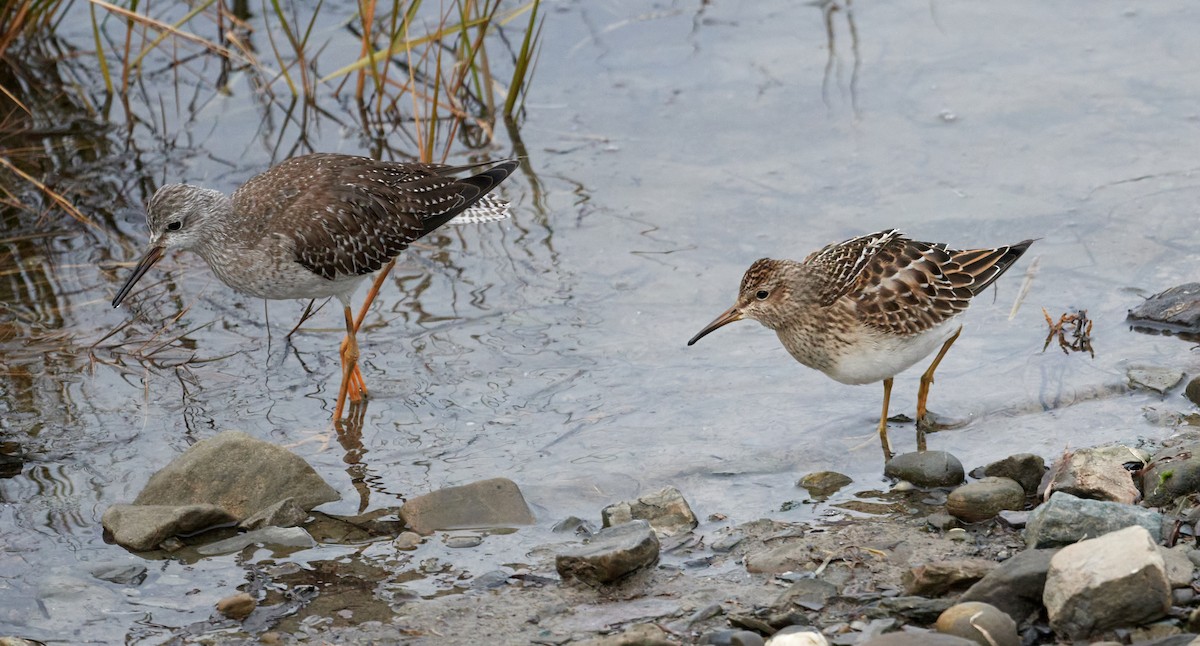 Lesser Yellowlegs - ML644237263