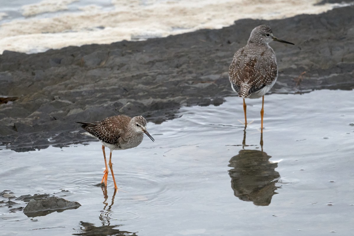 Lesser Yellowlegs - ML644237264