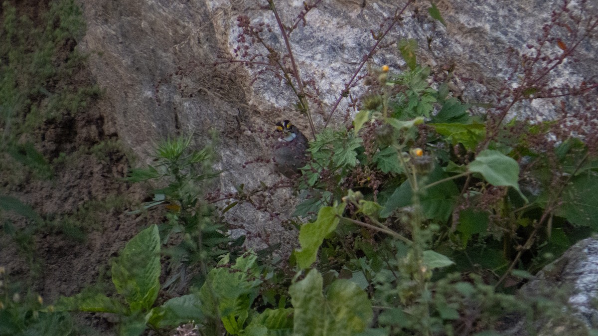 White-throated Sparrow - ML644237270