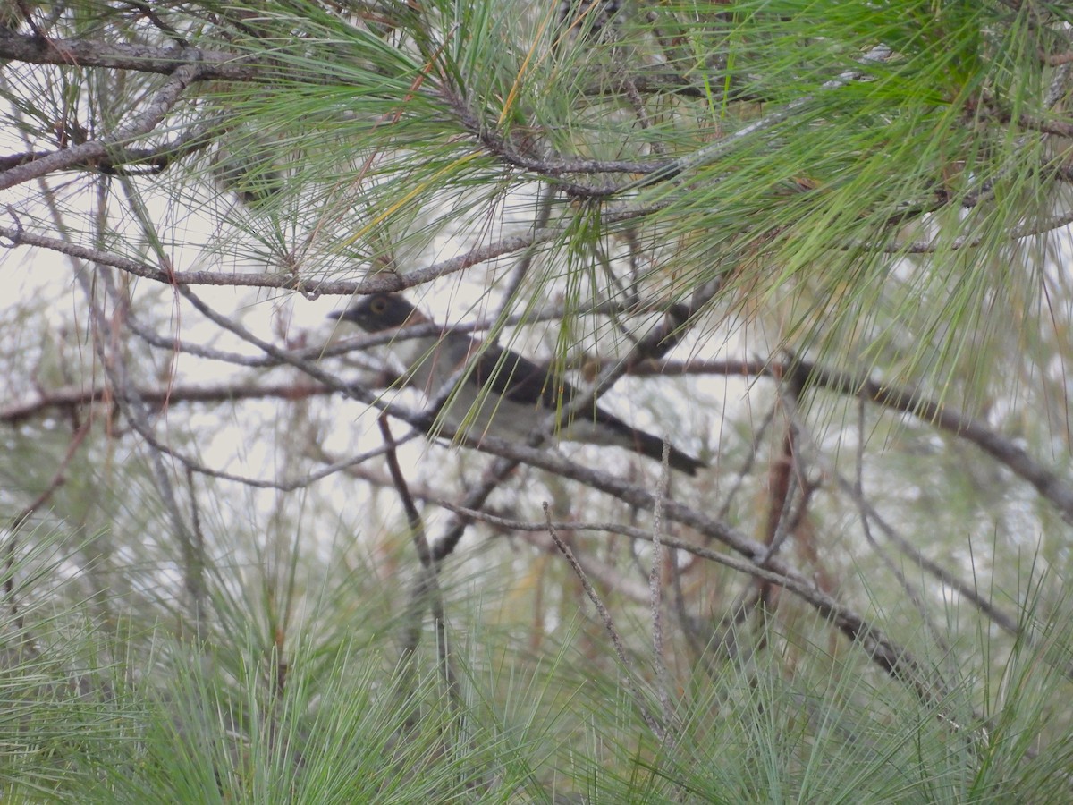White-throated Thrush - ML644237273