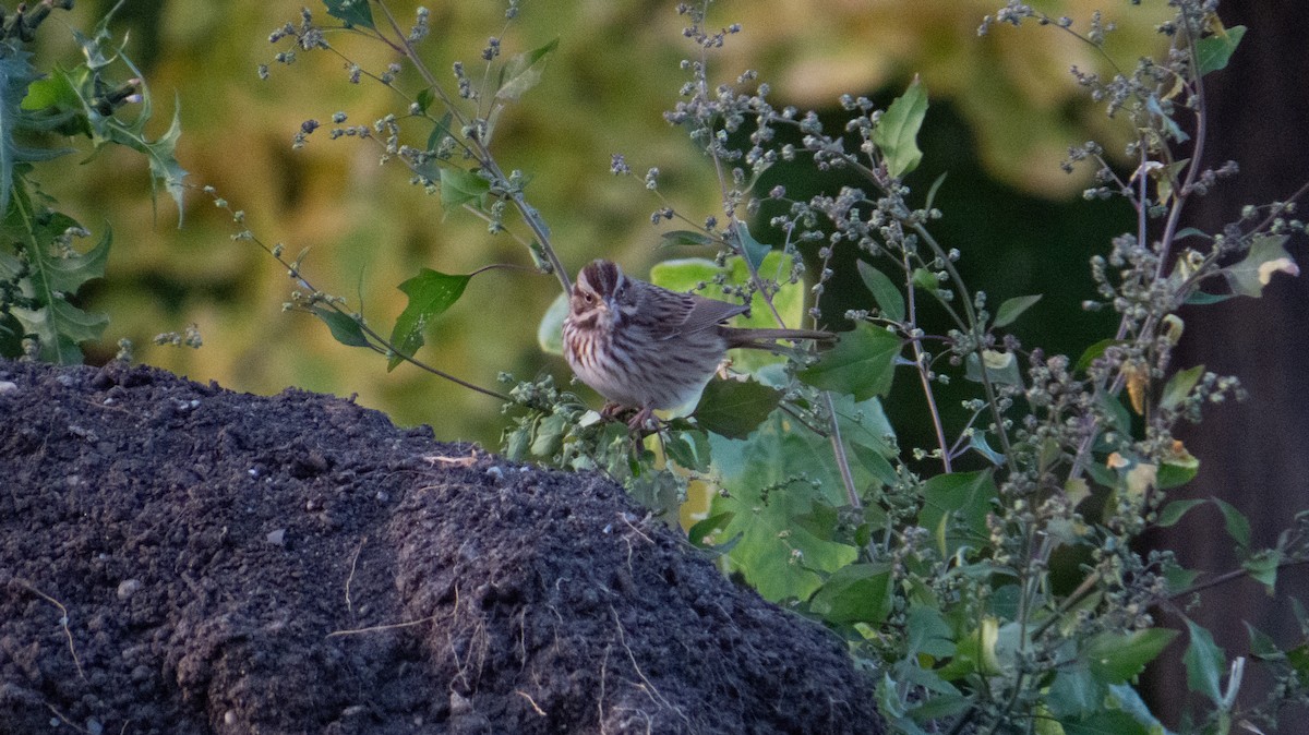 Song Sparrow - ML644237282