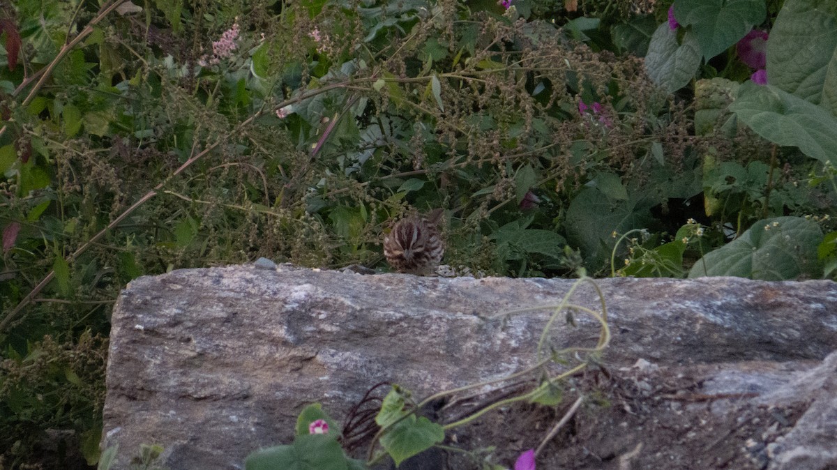 Song Sparrow - ML644237283