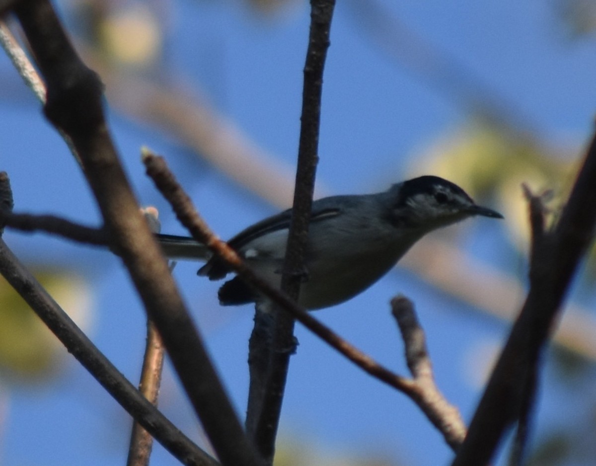 mayamyggsmett - ML644237288