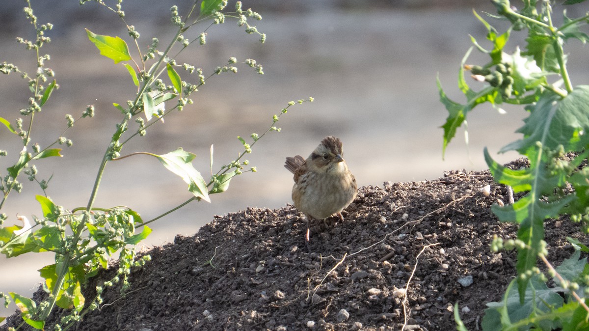 Swamp Sparrow - ML644237296