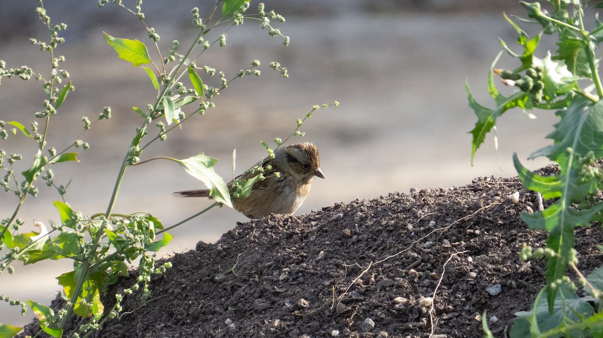 Swamp Sparrow - ML644237297