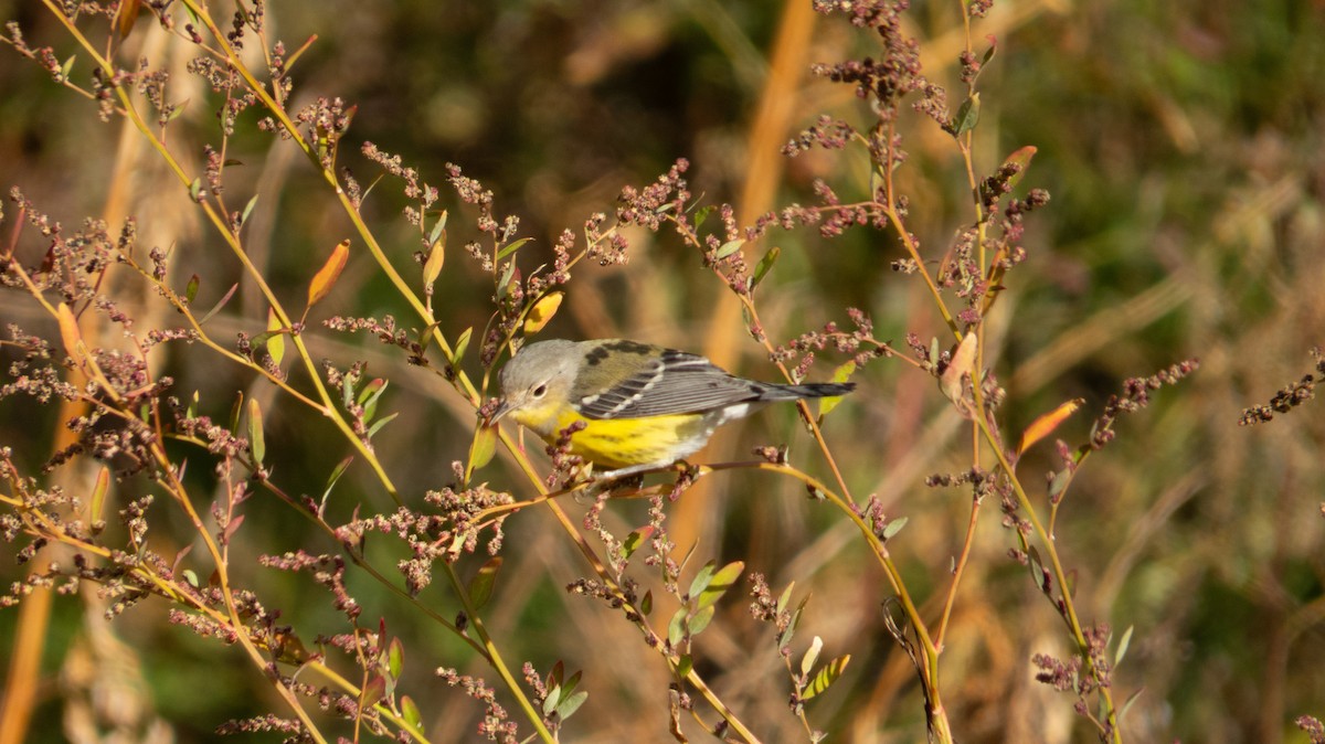 Magnolia Warbler - ML644237316
