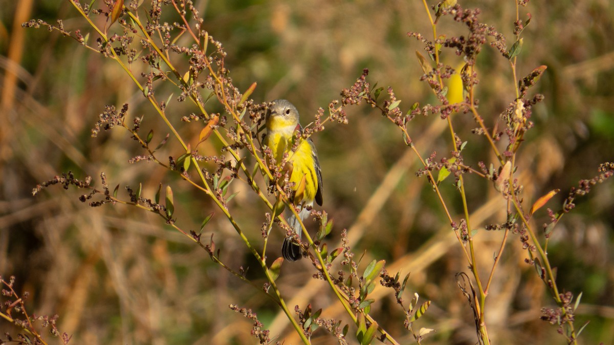 Magnolia Warbler - ML644237317