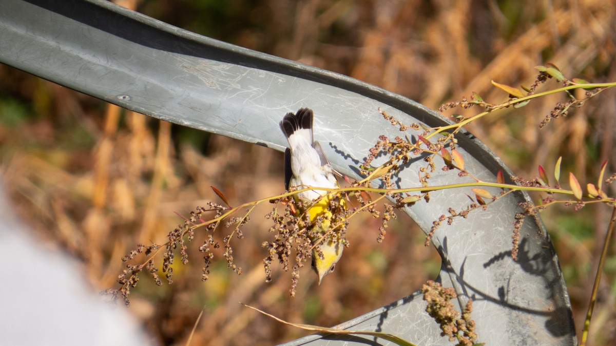 Magnolia Warbler - ML644237318