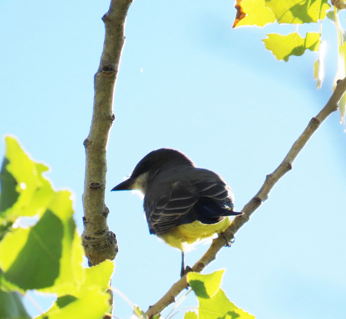 Cassin's Kingbird - ML644237326