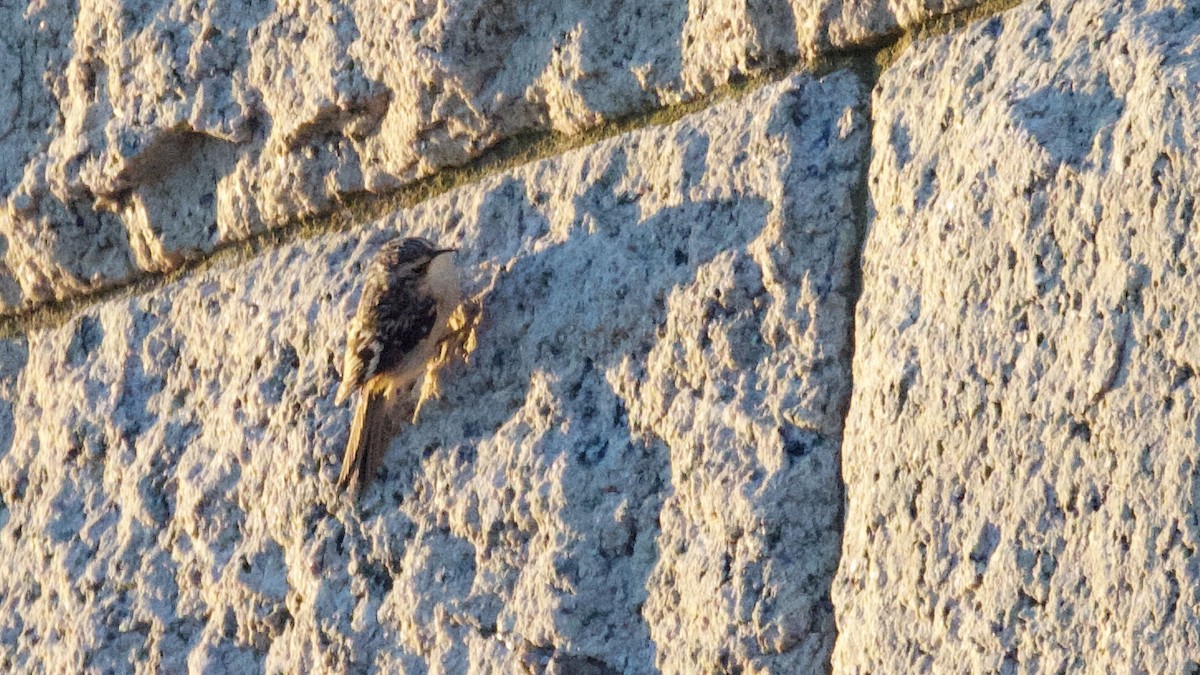 Brown Creeper - ML644237329