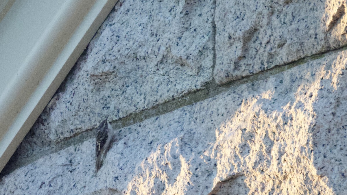Brown Creeper - ML644237330