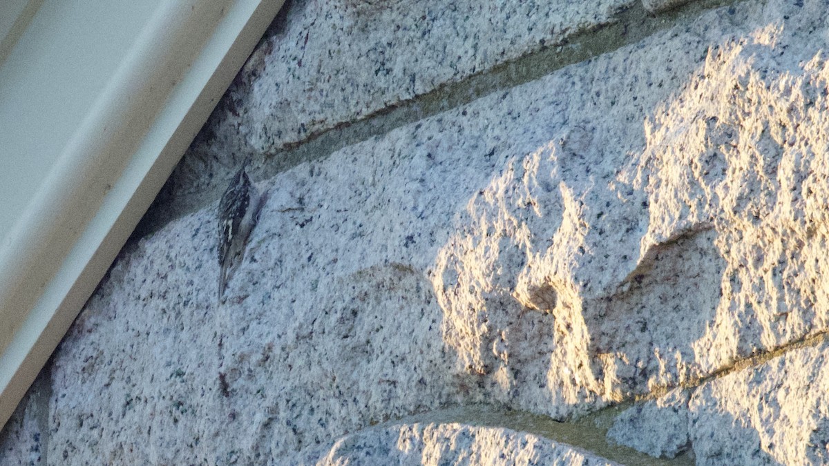 Brown Creeper - ML644237331