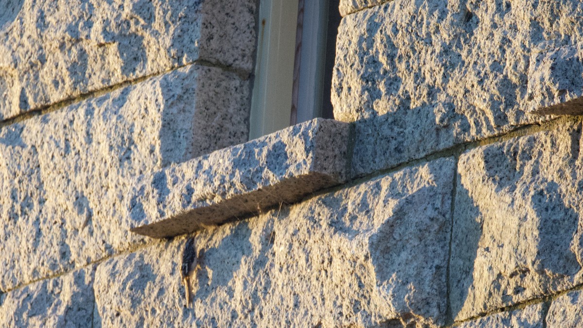 Brown Creeper - ML644237333