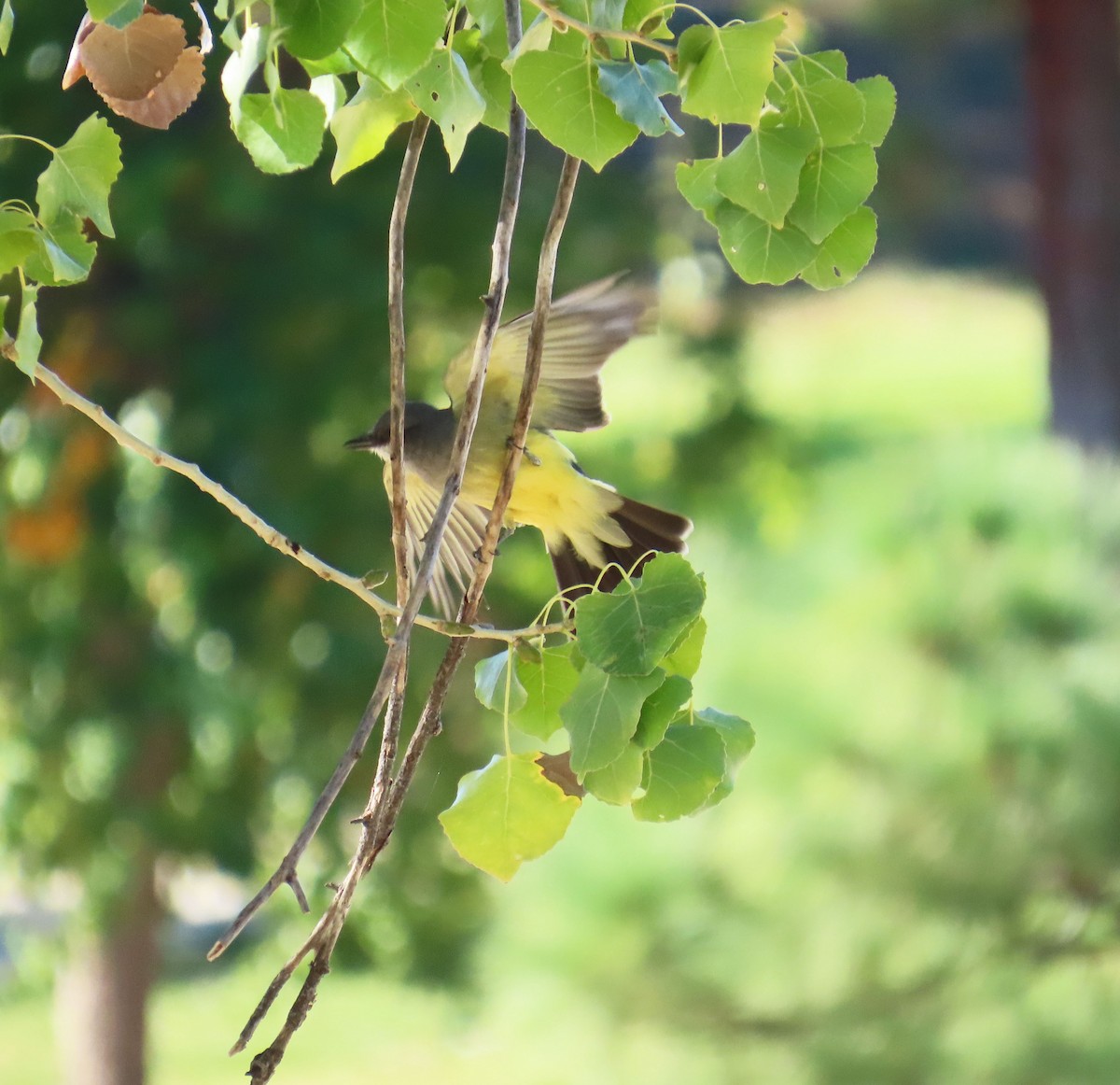 Cassin's Kingbird - ML644237335