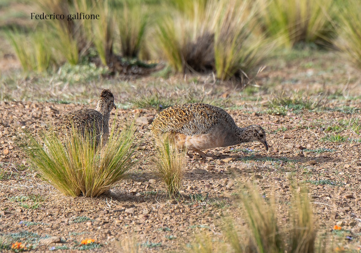 Ornate Tinamou - ML644237337