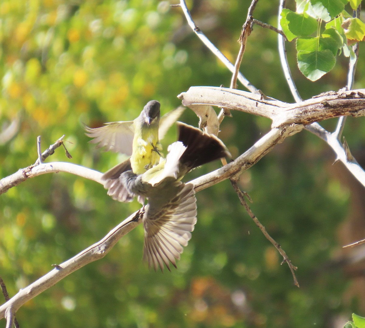 Cassin's Kingbird - ML644237341