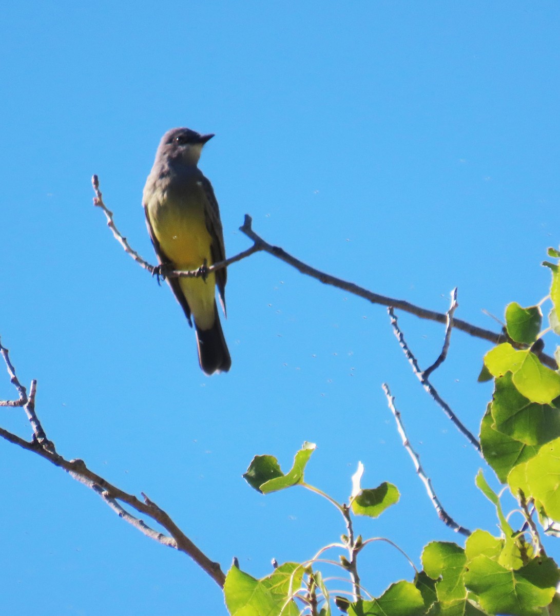 Cassin's Kingbird - ML644237364