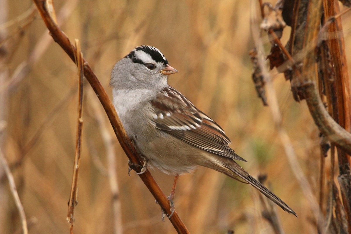 White-crowned Sparrow (Gambel's) - ML644237375