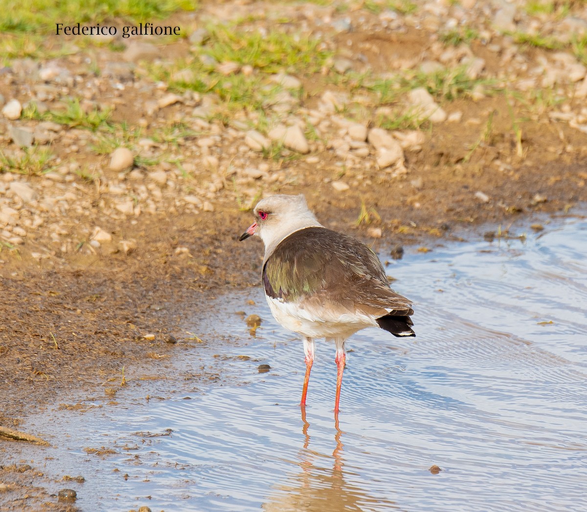 Andean Lapwing - ML644237377