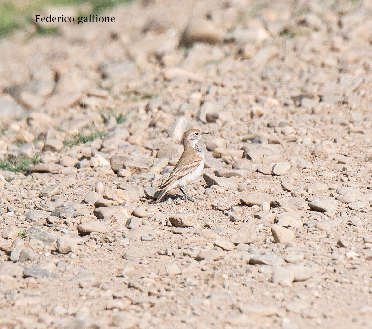 Puna Miner - ML644237395