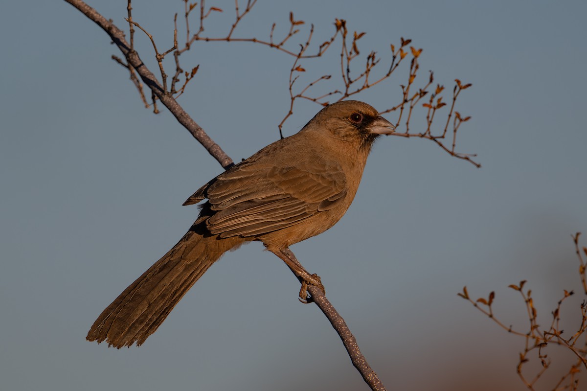 Abert's Towhee - ML644237413