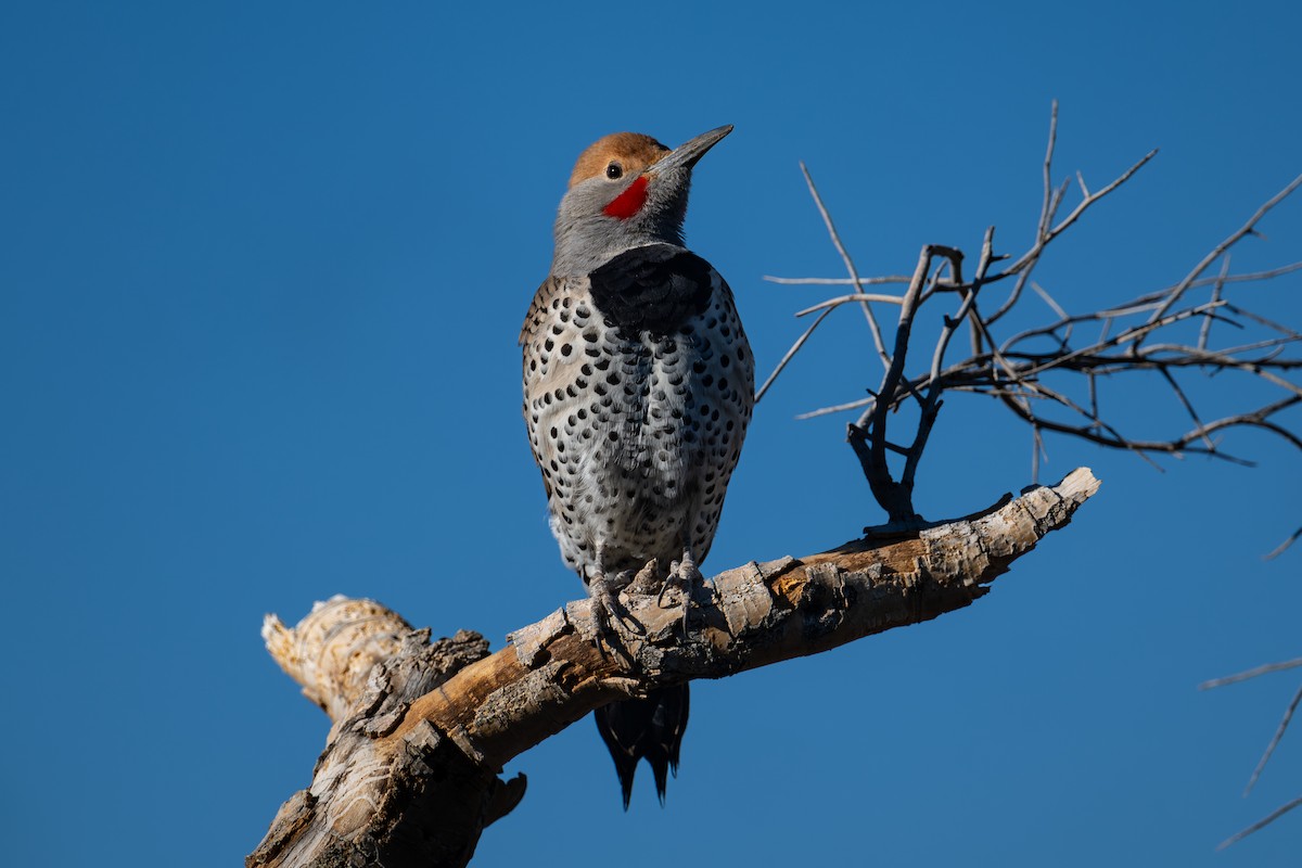 Gilded Flicker - ML644237414