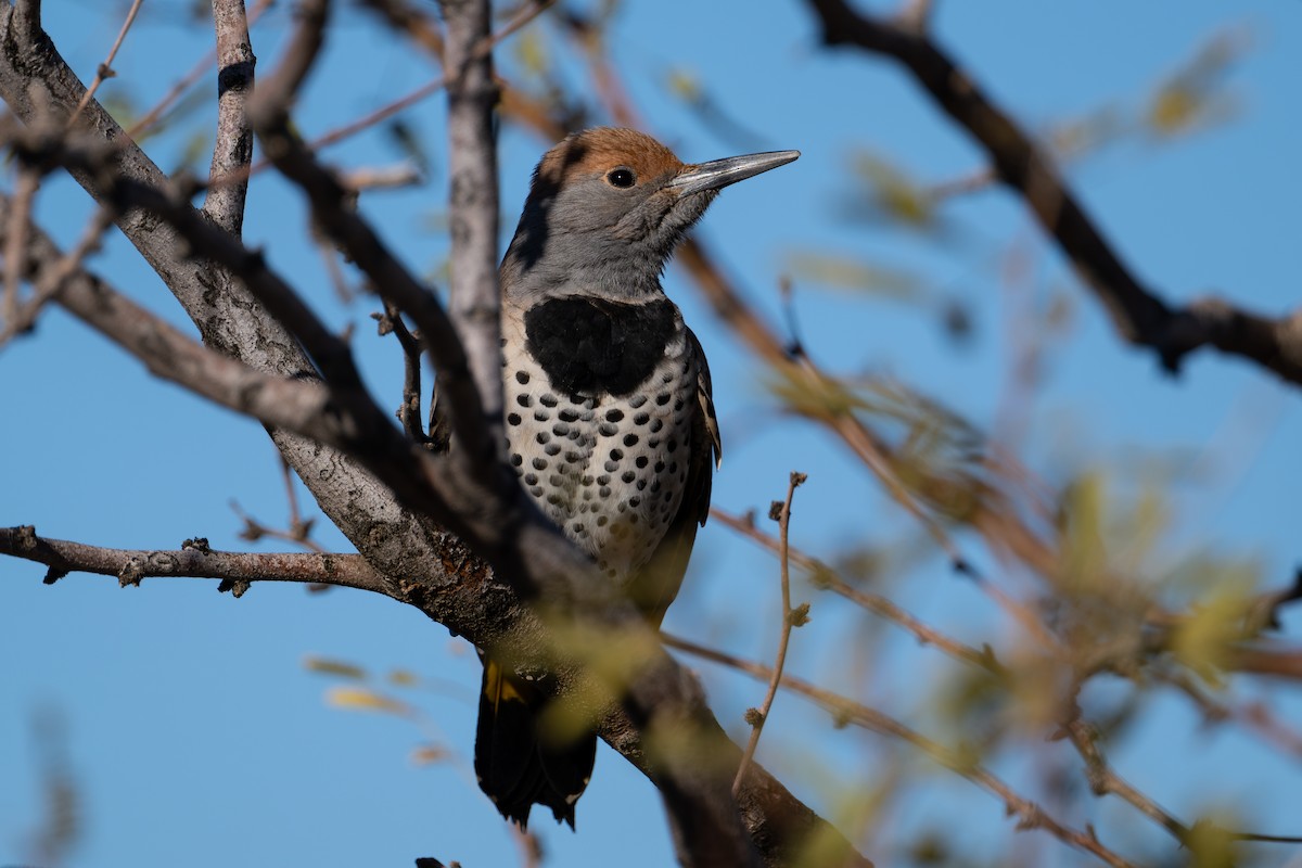 Gilded Flicker - ML644237420