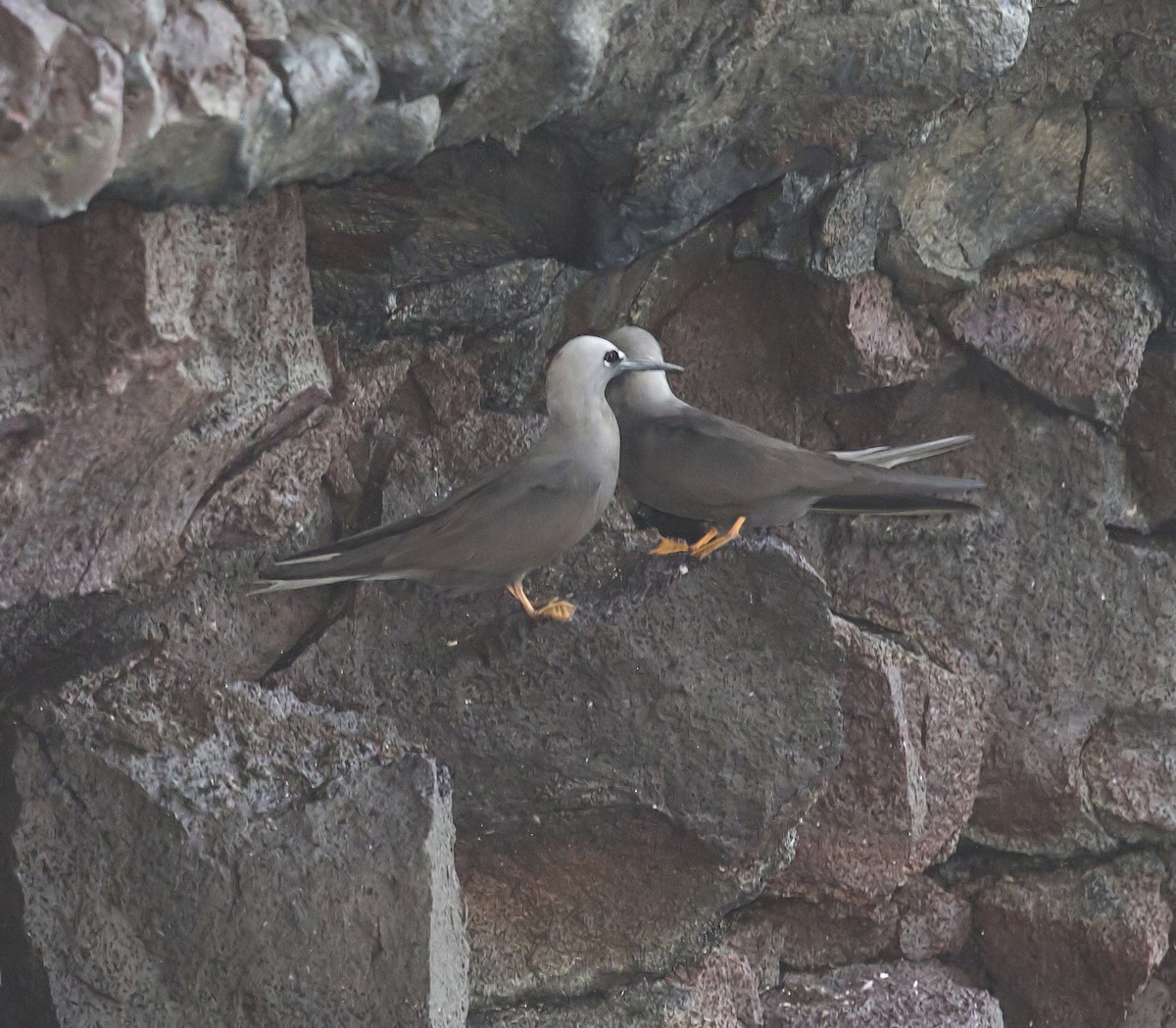 ヒメクロアジサシ - ML644237437