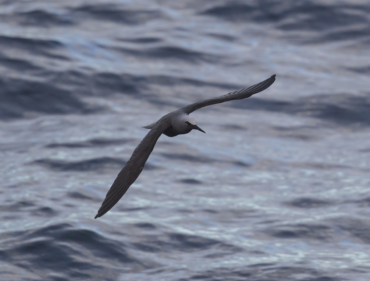 ヒメクロアジサシ - ML644237438