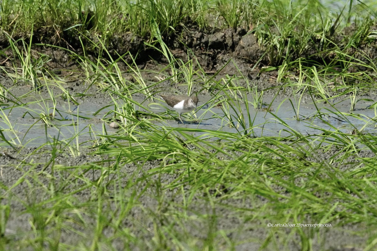 Перевозчик - ML644237440