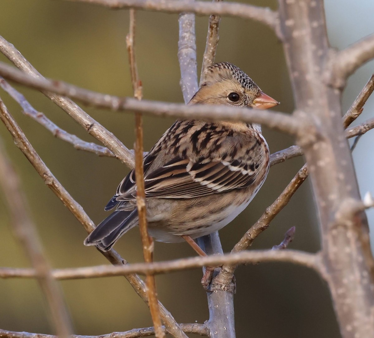 Harris's Sparrow - ML644237461