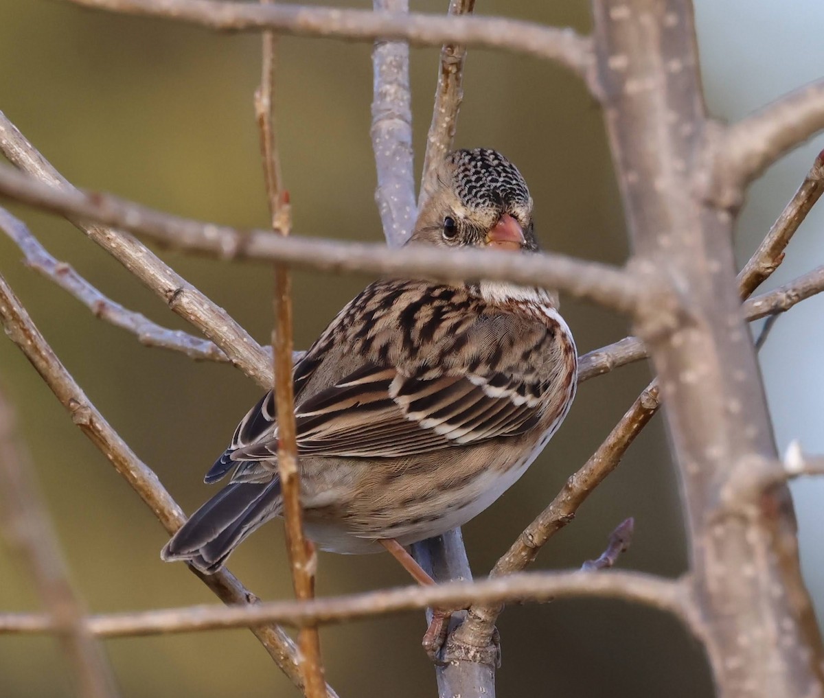 Harris's Sparrow - ML644237462