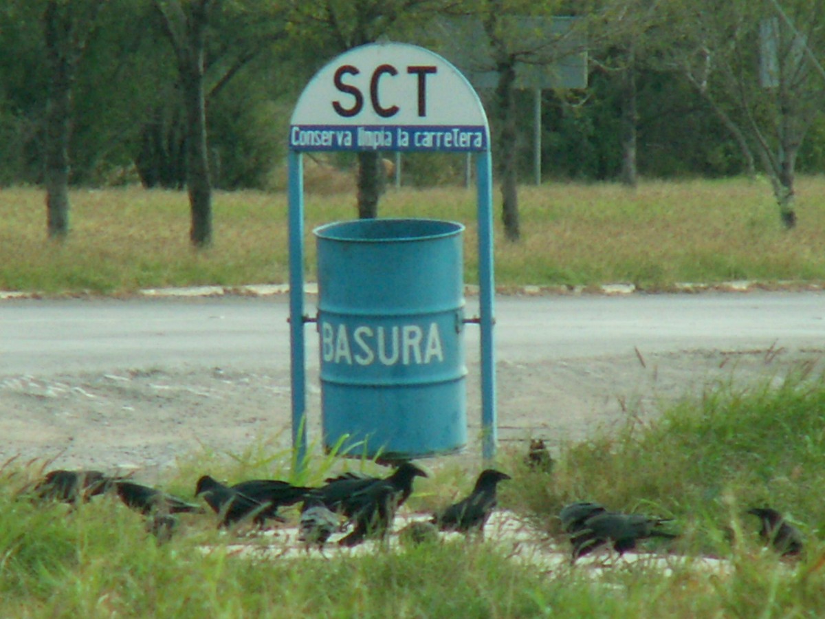 kaktusravn - ML644237468