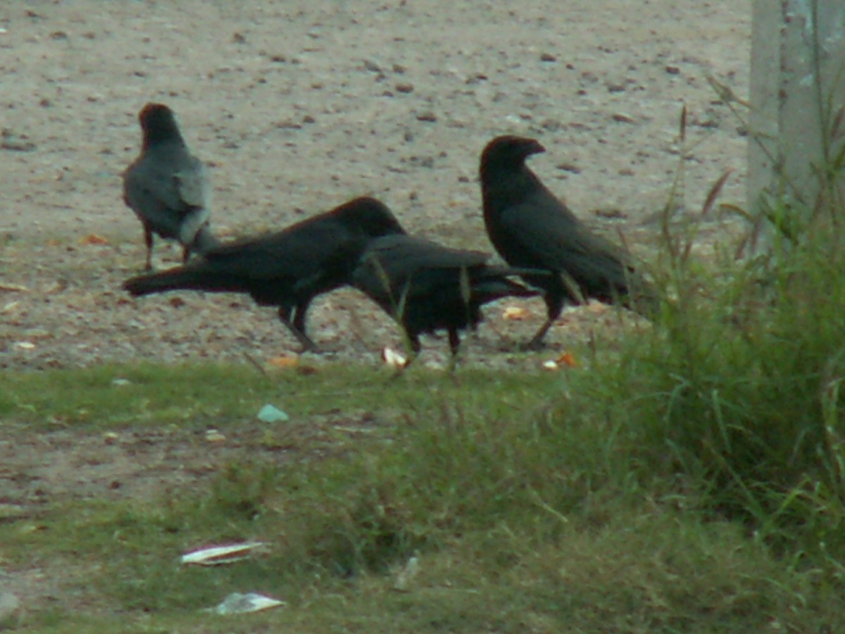 kaktusravn - ML644237469