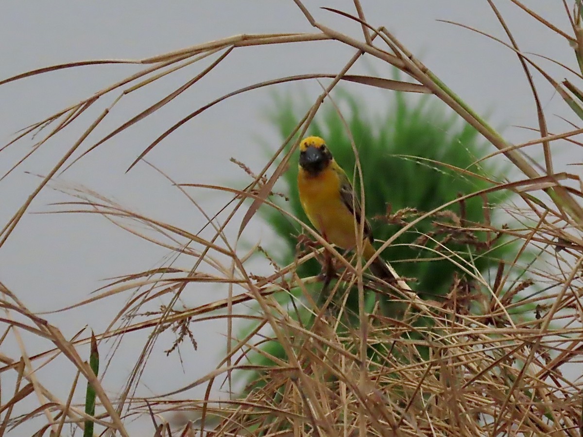Asian Golden Weaver - ML644237478