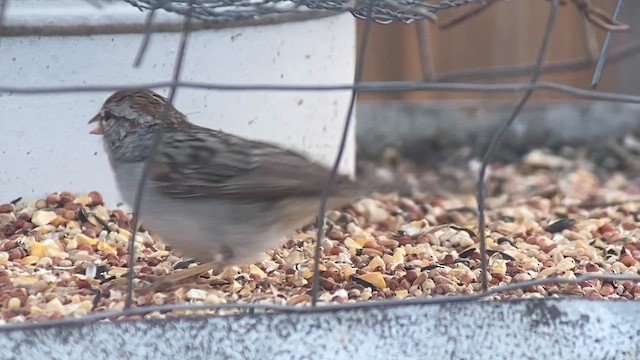 Rufous-winged Sparrow - ML644237479