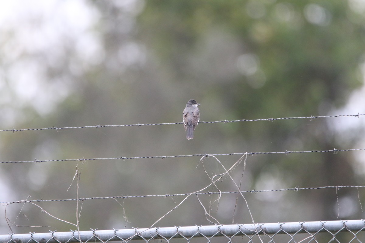 Schieferrücken-Königstyrann - ML644237493