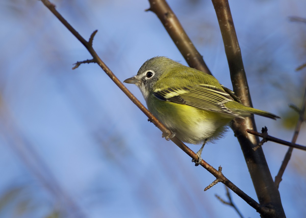 eremittvireo - ML644237494