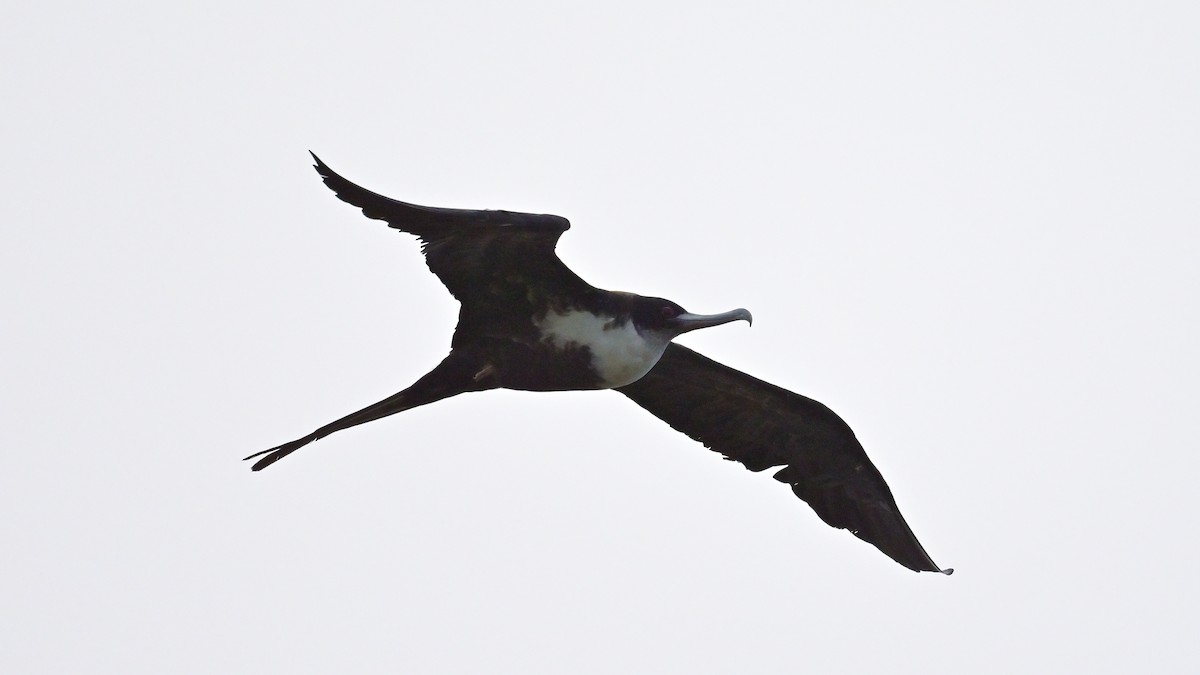 Great Frigatebird - ML644237502