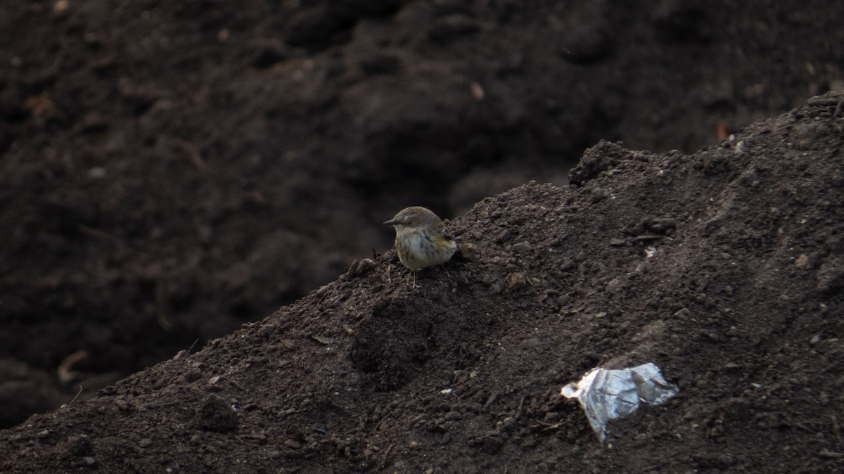 Yellow-rumped Warbler - ML644237513